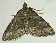 Perizoma custodiata