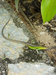 Cnemidophorus ruatanus
