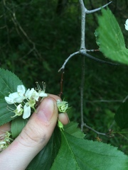 Crataegus scabrida