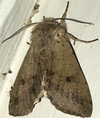 Orthosia behrensiana