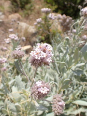 Eriodictyon traskiae