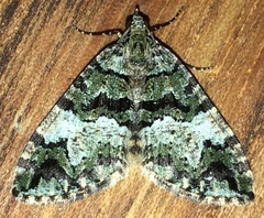 Hydriomena albifasciata