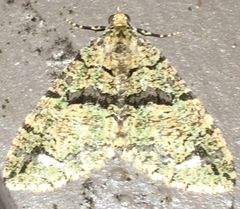 Hydriomena albifasciata