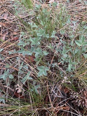 Trifolium gymnocarpon