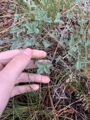 Trifolium gymnocarpon