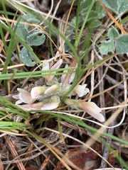 Trifolium gymnocarpon