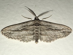 Iridopsis obliquaria