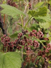 Ribes atropurpureum