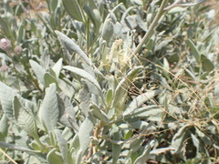 Eriodictyon traskiae