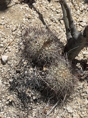 Mammillaria schumannii