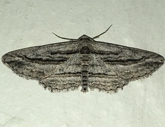 Iridopsis obliquaria