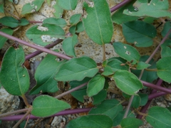Boerhavia