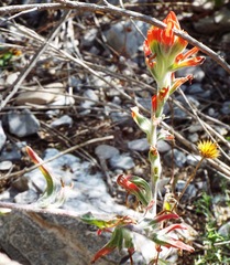 Castilleja lanata
