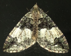 Hydriomena albifasciata
