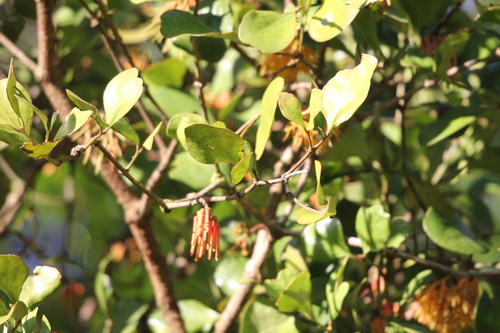 Amyema queenslandica (Amyema queenslandica)