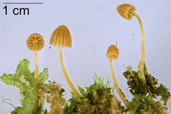 Galerina austrocalyptrata