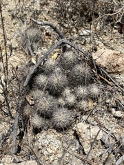 Mammillaria schumannii