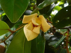 Annonaceae
