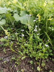 Myosotis krylovii