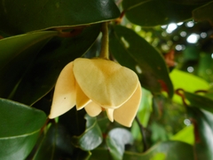 Annonaceae
