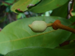 Annonaceae