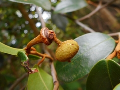 Annonaceae