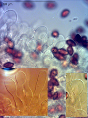 Galerina austrocalyptrata