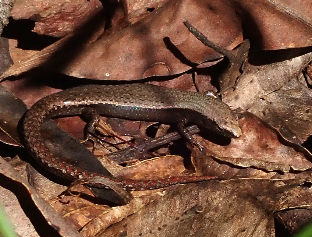 Plain-Backed Sunskink