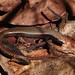 Plain-backed Sunskink - Photo (c) nhaass, some rights reserved (CC BY-NC)