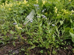 Myosotis krylovii