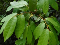 Annonaceae