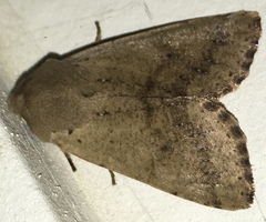 Orthosia behrensiana
