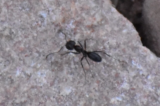 Dorymyrmex