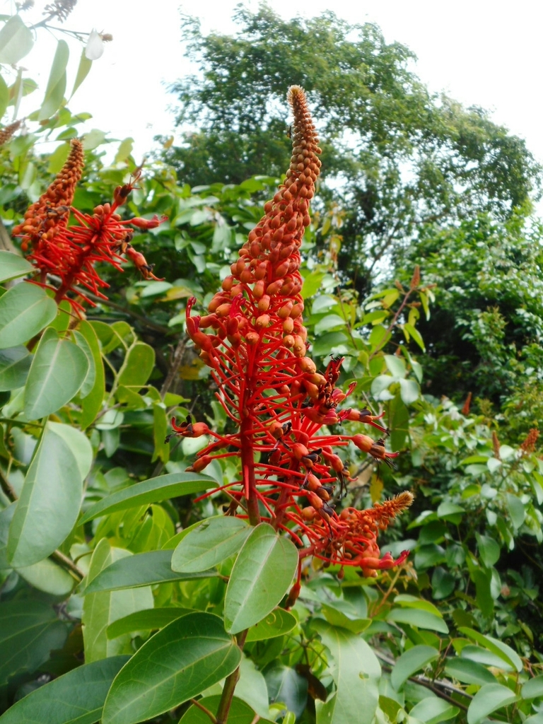 Móng bò đỏ – Phanera cardinalis