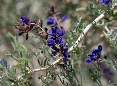 Psorothamnus fremontii