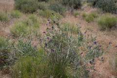 Psorothamnus fremontii