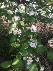 Crataegus coccinioides