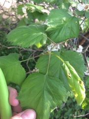 Crataegus coccinioides