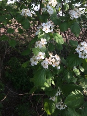 Crataegus coccinioides