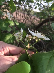 Crataegus coccinioides