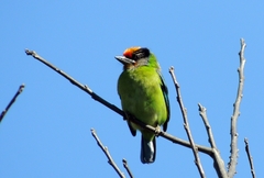 Psilopogon franklinii