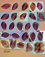 Galerina austrocalyptrata