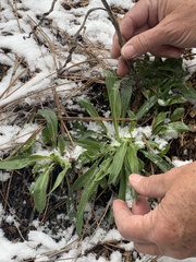 Penstemon lemhiensis