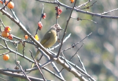 Pycnonotus flavescens