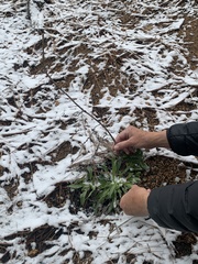 Penstemon lemhiensis
