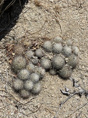 Mammillaria schumannii