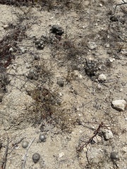 Mammillaria schumannii