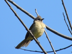 Pycnonotus flavescens