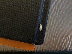 Guraleus pictus