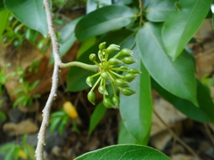Annonaceae